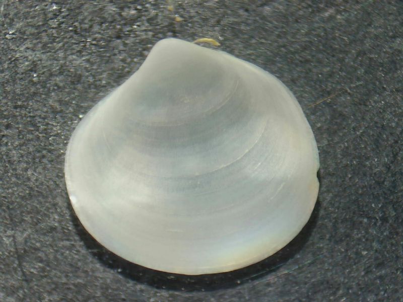 Laseidae?